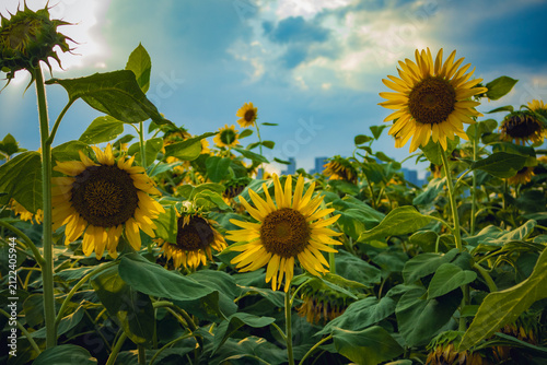 Late-Summer Sunflowers with Bee in a Lush Wuhan Garden