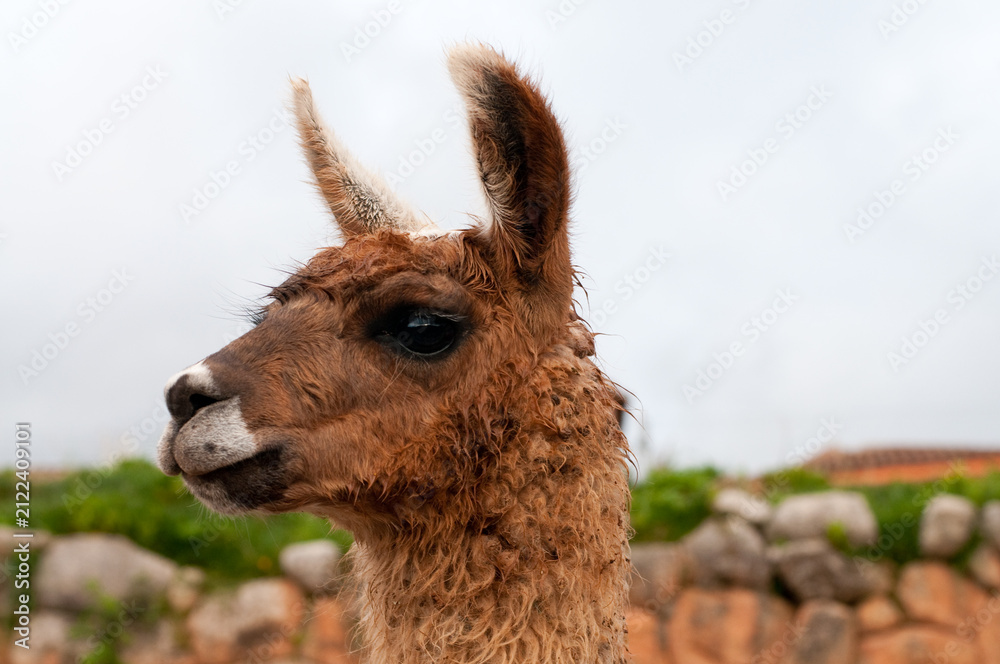 Naklejka premium Llama portrait