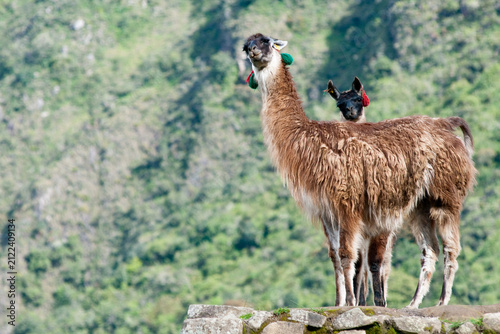 Obraz na plátně 2 llamas at Machu picchu