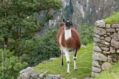 Принти на полотні Llama at Machu picchu
