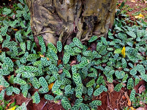 Ctenanthe burle-marxii plant growing beneath a large tree