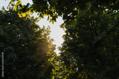 Bright golden sunlight flares through the dense green foliage of a large tree during a late summer afternoon. Natural environment and peaceful outdoor beauty.