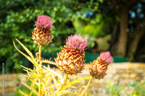 Photography Shallow focus of a trio of wild thistles seen growing in a botanical gardens in Britain
