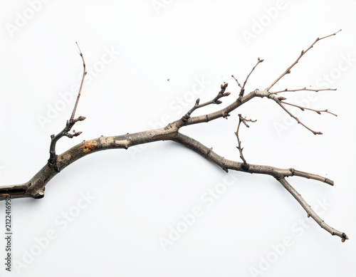 Ast