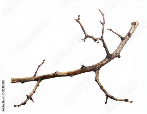 Ast