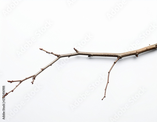 Ast