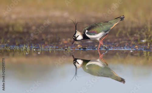 Fotografie Northern lapwing - male bird at a wetland in spring