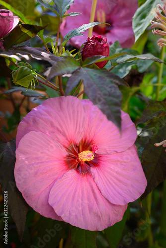 Hibiscus moscheutos Luna with pink flower