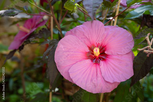 Hibiscus moscheutos Luna with pink flower