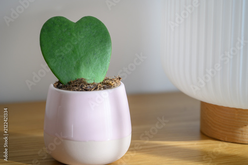 Hoya Kerrii (Valentine hoya, lucky heart) heart shaped leaf