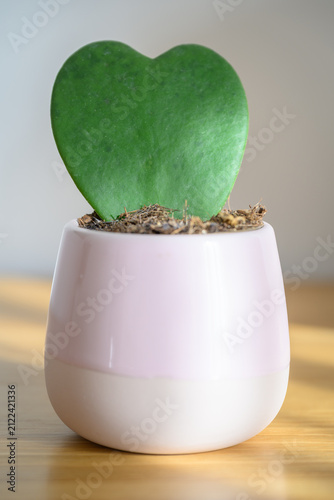 Hoya Kerrii (Valentine hoya, lucky heart) heart shaped leaf