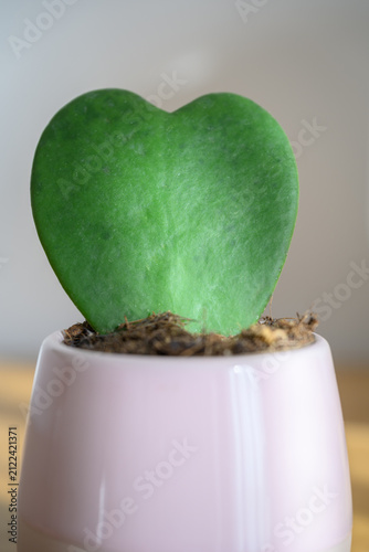 Hoya Kerrii (Valentine hoya, lucky heart) heart shaped leaf