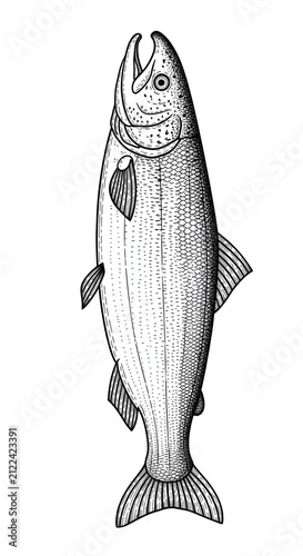 Vintage Salmon Fish Illustration Transparent Background Detailed Outline