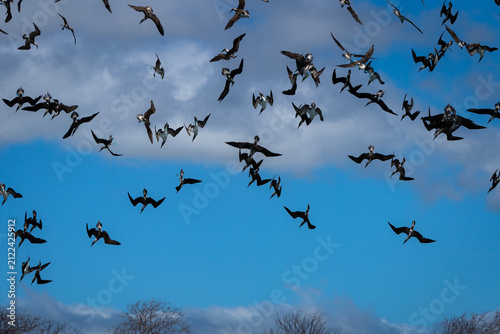 Canvastavla A large flock of frigatebirds circles in silhouette across the sky
