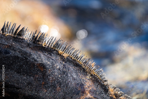 Detailed close-up of the dorsal spines of a marine iguana