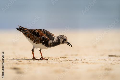 фотографія A small ruddy turnstone walks across pale beach sand