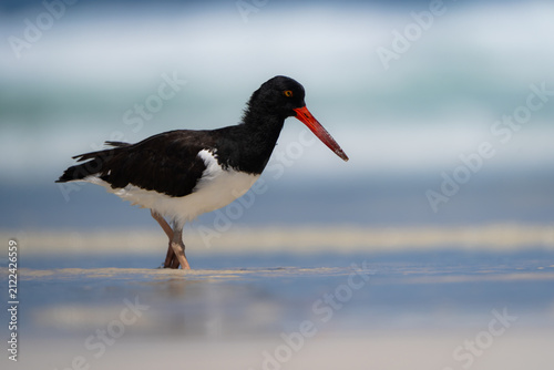 An American oystercatcher stands on an open sandy beach