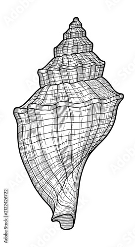 Vintage Whelk Seashell Illu...