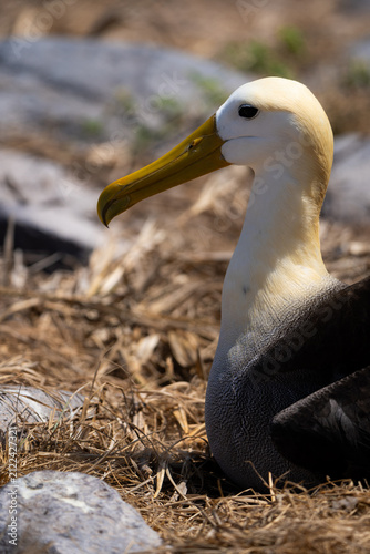 Bild auf Leinwand A waved albatross sits quietly on its open nesting ground