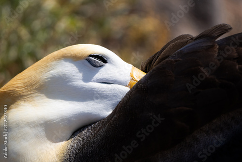Foto A resting waved albatross tucks its head against dark wing feathers