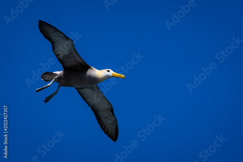 Bild auf Leinwand A waved albatross flies through a vivid blue Galapagos sky