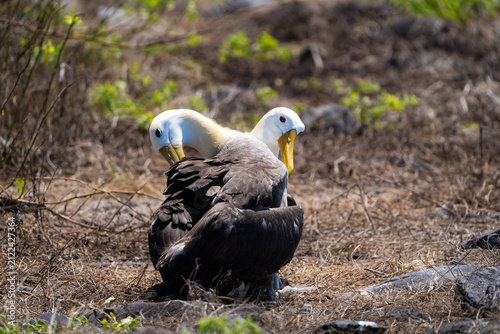 Canvas Print Waved albatross pair performing a courtship ritual