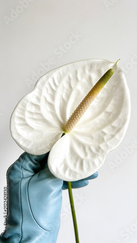 White Anthurium flower in woman's hand on concrete wall background. Beautiful young person wearing blue latex gloves, holding bloom. Creative florist shop advertisement. Romantic, playful, minimal