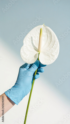 White Anthurium flower in woman's hand on concrete wall background. Beautiful young person wearing blue latex gloves, holding bloom. Creative florist shop advertisement. Romantic, playful, minimal
