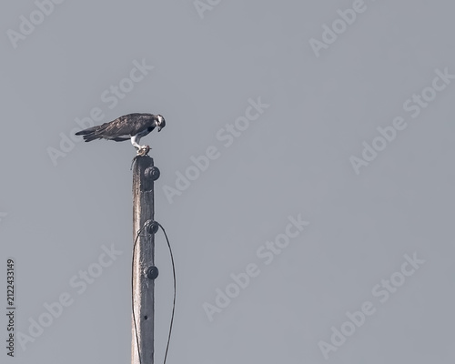 Canvastavla A Osprey