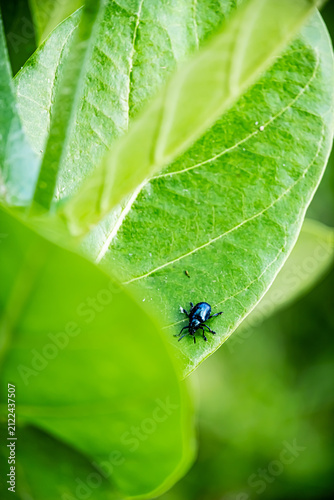 Close-up shot of a metallic blue leaf beetle perched on Calotropis gigantea (crown flower) buds with a bright green blurred background.⁠