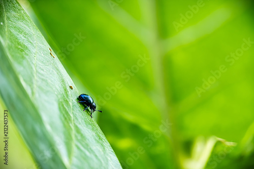Close-up shot of a metallic blue leaf beetle perched on Calotropis gigantea (crown flower) buds with a bright green blurred background.⁠