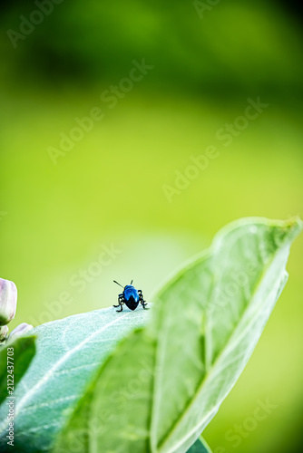 Close-up shot of a metallic blue leaf beetle perched on Calotropis gigantea (crown flower) buds with a bright green blurred background.⁠