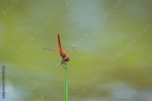 Foto Scarlet Dragonfly Perched on Green Grass Blade with Soft Natural Background