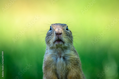 Foto Portrait of a ground squirrel
