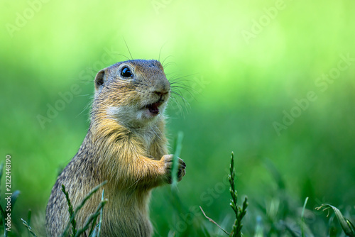 Foto Ground squirrel eating berries
