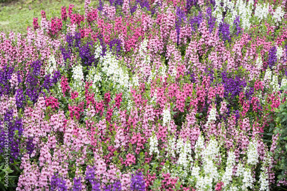 Obraz premium Beautiful Angelonia salicariifolia flowers.