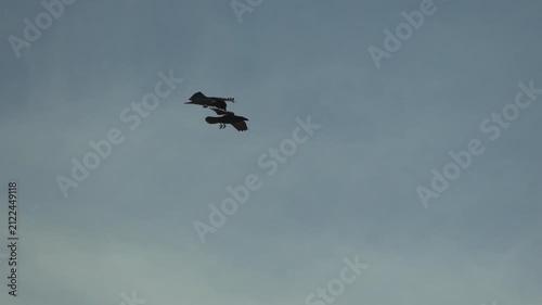 Crows flying silhouette against blue cloudy sky, two black birds soaring dramatically in nature slow motion