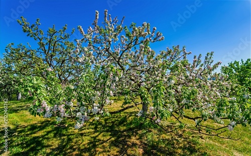 Styrian countryside, animals and trees, Hitzendorf, Styria, Austria, Europe, May 2026
