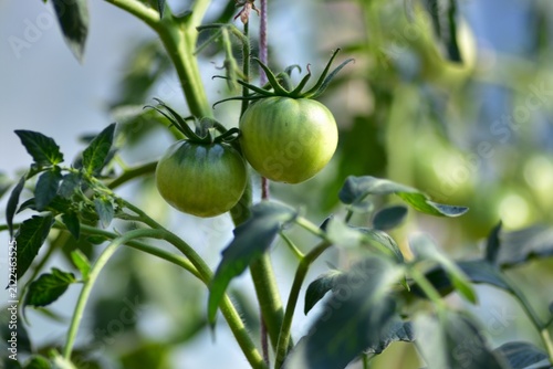 Картината върху платно Close-up of unripe green tomatoes growing in clusters on a healthy vine inside a greenhouse