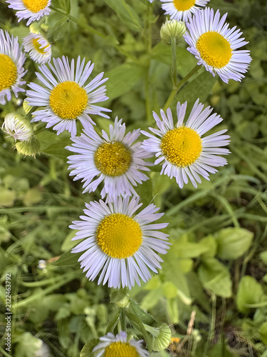 Wildflowers bloom in a field on a sunny day while bees gather pollen during spring