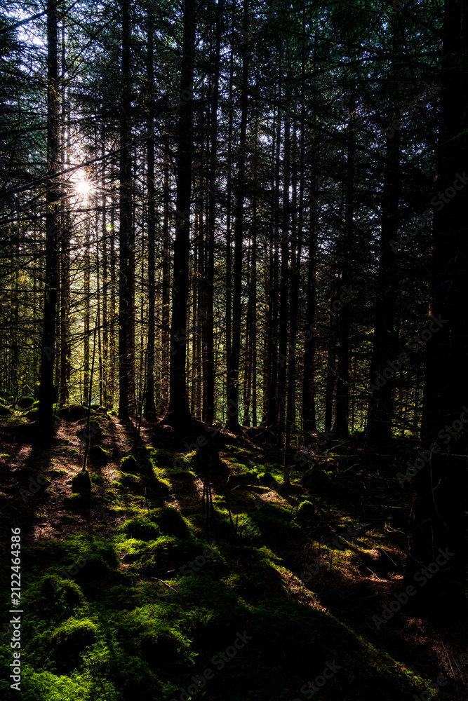 Fototapeta premium Sunlight breaking through tall pine trunks above moss covered forest floor