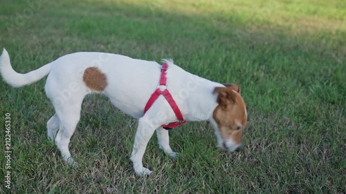 Dog Eating Unknown Food Off the Ground During Walk