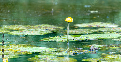 Quadro su tela water lily in the pond