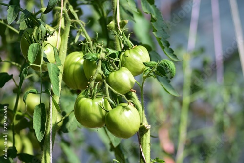 Картината върху платно Close-up of unripe green tomatoes growing in clusters on a healthy vine inside a greenhouse