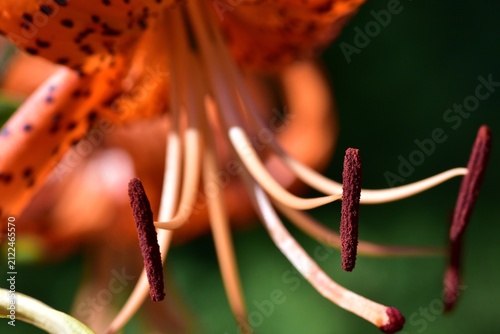 Obraz na plátne Extreme macro of tiger lily stamens with pollen-covered anthers against softly blurred orange petals