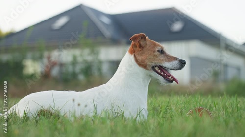 Jack Russell terrier lying on grass and panting, dog resting outdoors