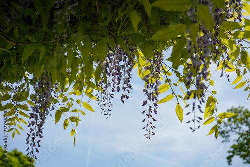 Cuadro en lienzo Wisteria Vine with Blooming Purple Flowers