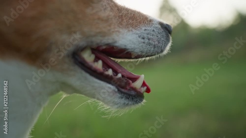 Jack Russell terrier dog panting in hot weather