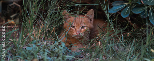 Homeless Orange Kitten Peeking Through Grass Animal Welfare Concept