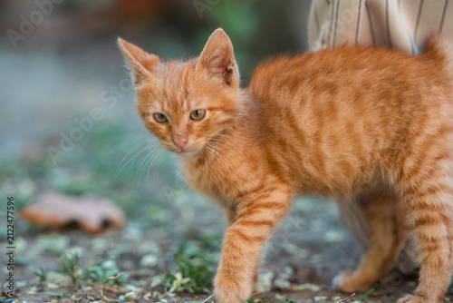 Homeless Orange Kitten Walking Through Urban Garden Donation Concept